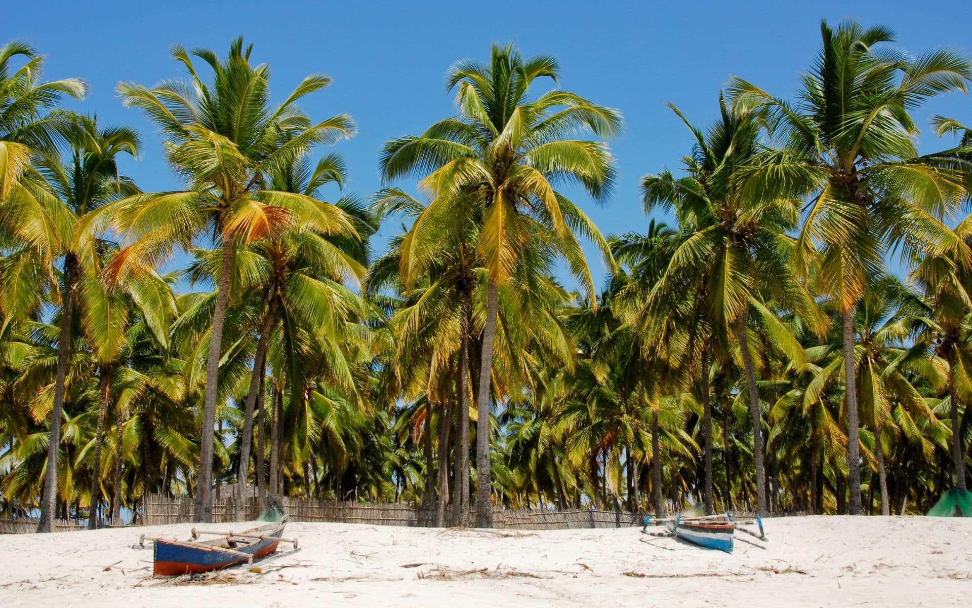 View of palm trees on a beach with some small fishing boats in Mozambique