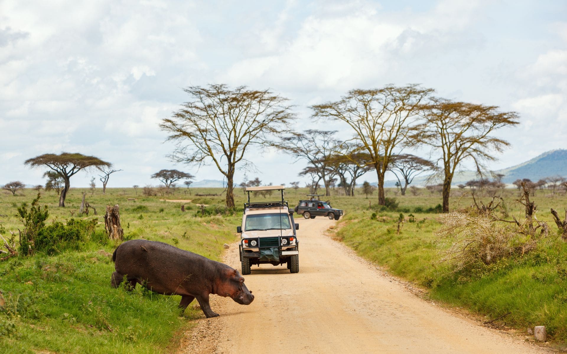 Hippo crossing a road during a game drive in Mozambique