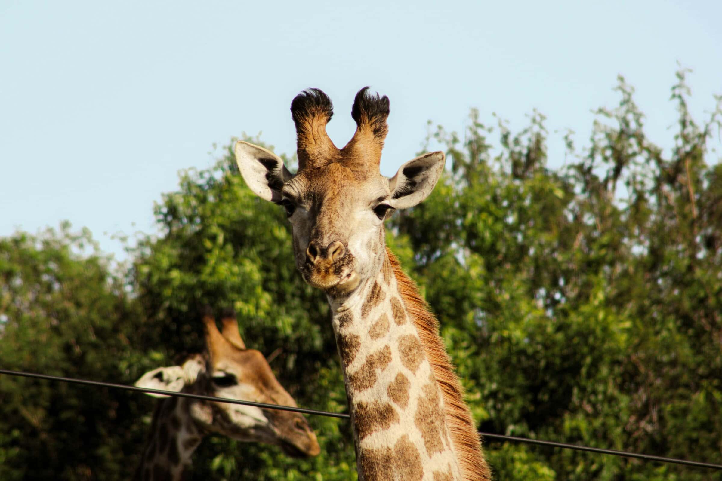 Two giraffes hanging out in Mozambique
