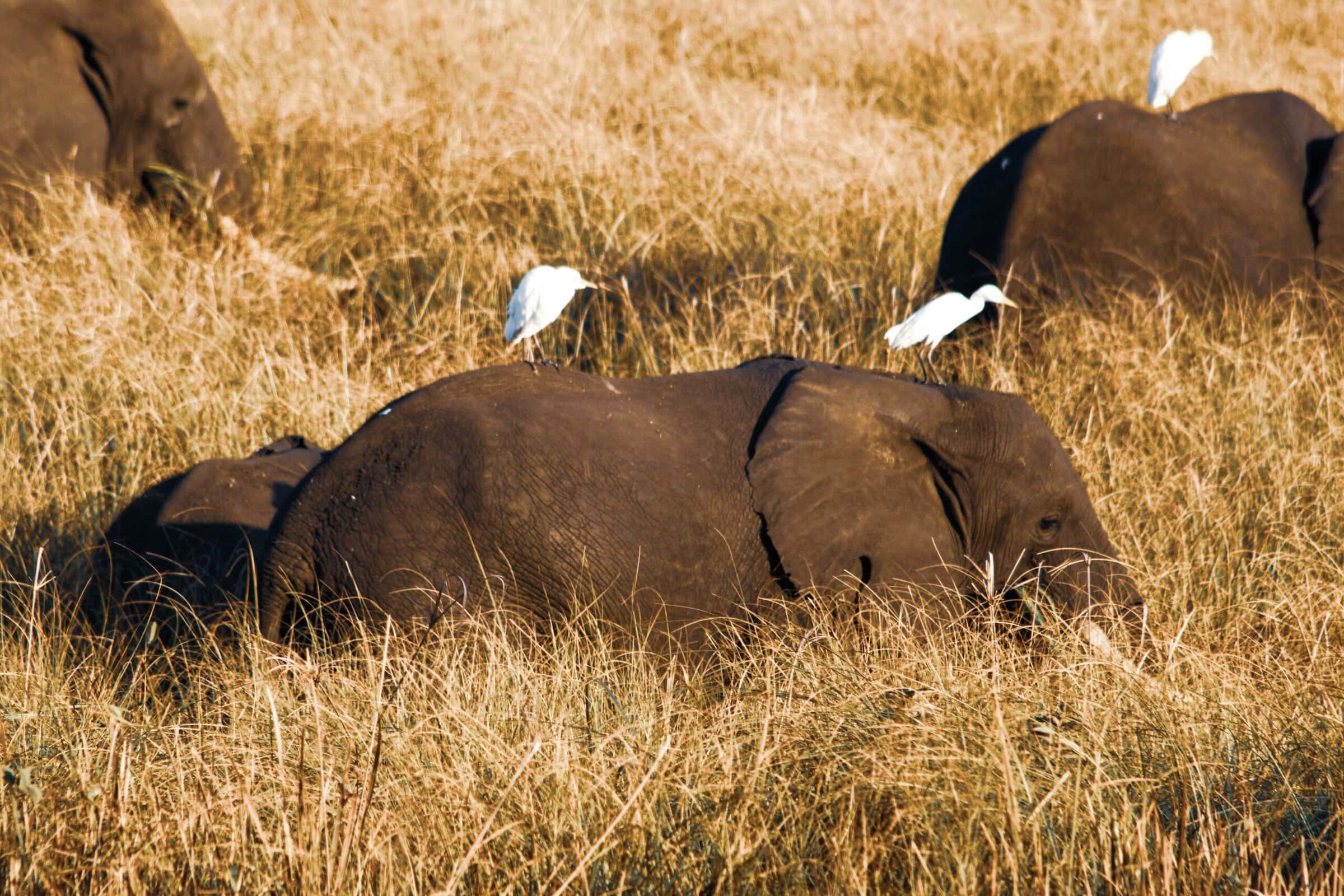 Zoomed in shot of elephants and their calves standing in long borwn grass wih some white birds on them. 