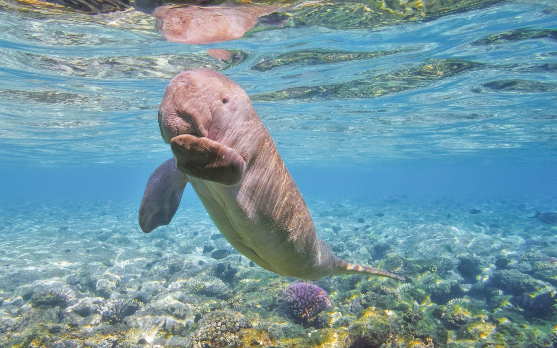 Baby dugong swimming through a coral reef