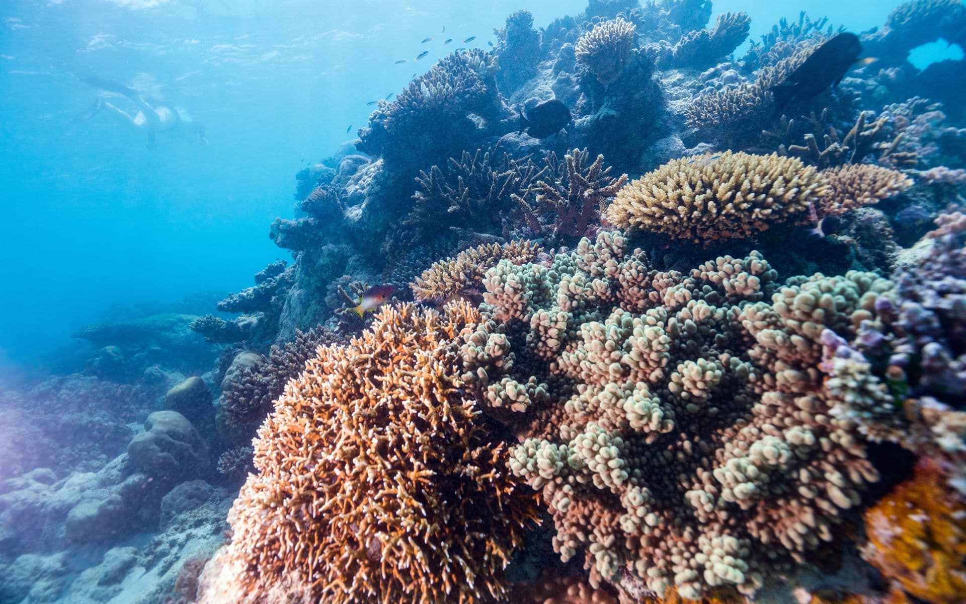 Coral reef in the waters of Mozambique