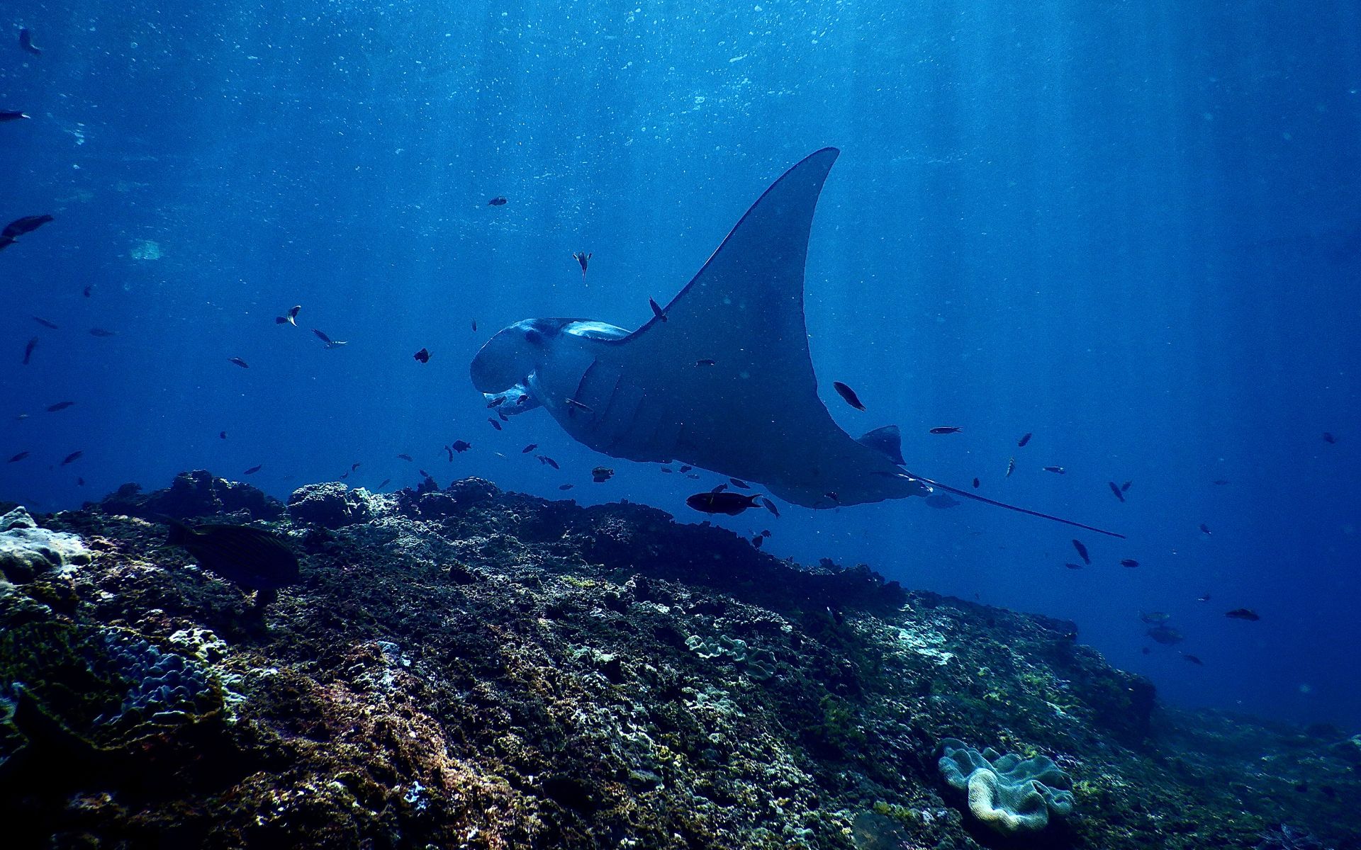 A giant manta ray swimming majestically through a coral reef.
