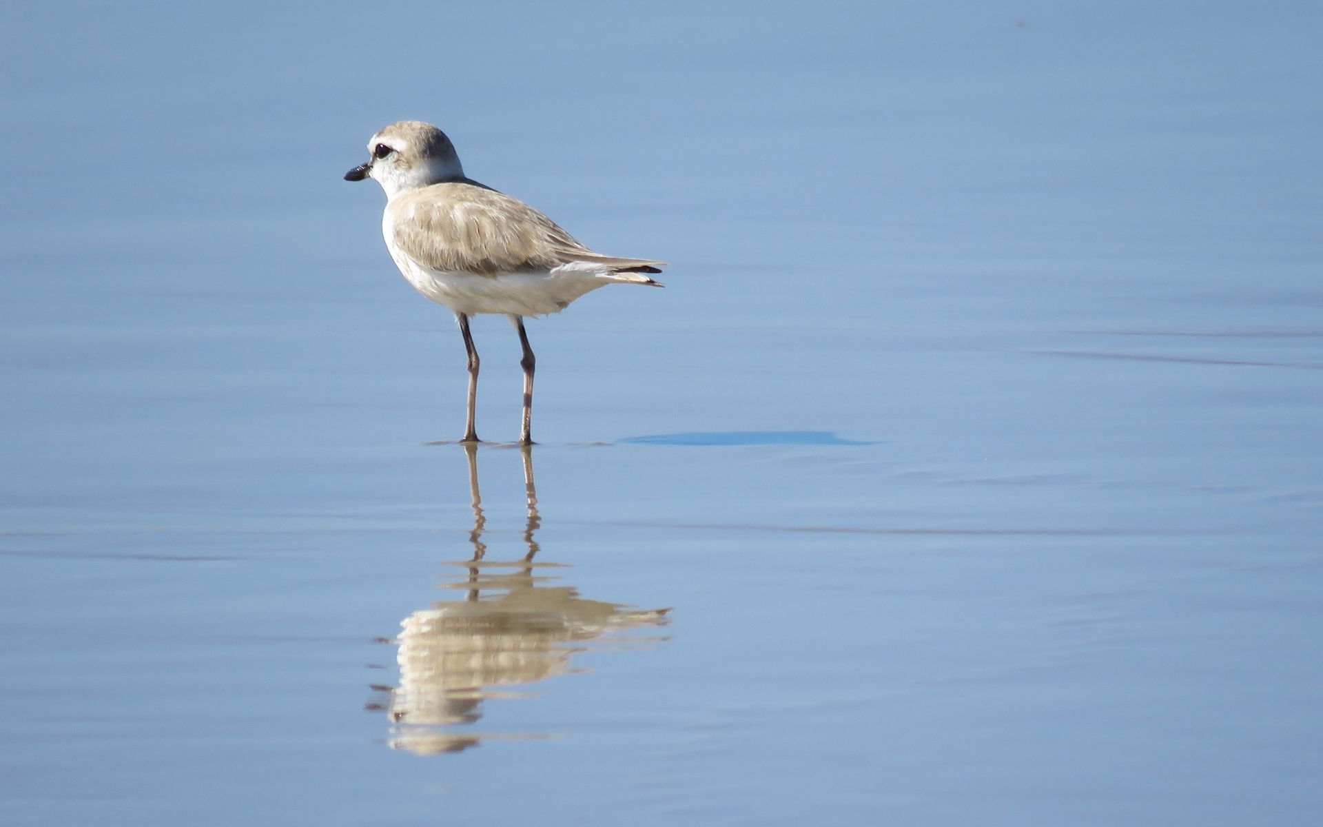 A small grey bird wading through the coastal waters of Mozambique