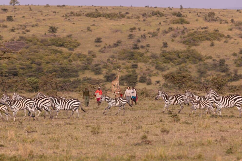 A herd of zebras running across the open Masai Mara plains during a walking safari at Kicheche Mara, Masai Mara.