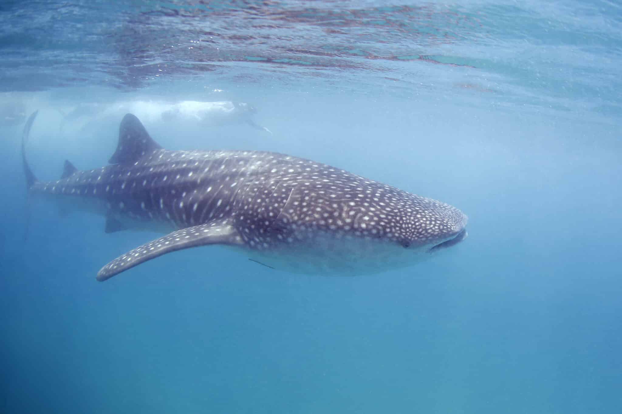 A whale shark swimming through the ocean