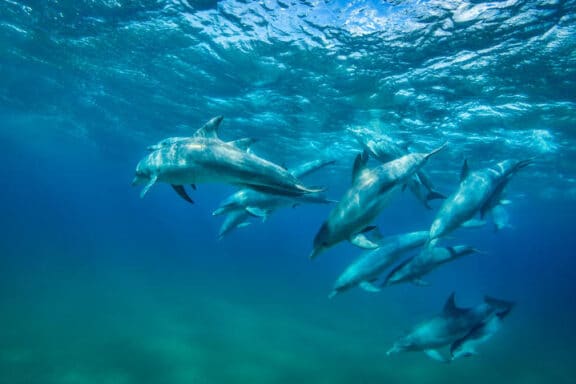 dolphins marine life around the Island of Mozambique