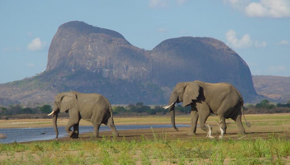 Elephants in Gorongosa National Park, Mozambique.