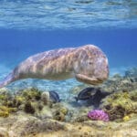 Marine life in the Bazaruto Archipelago