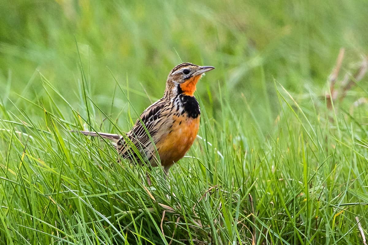 rosy tailed longclaw ngorongoro crater tanzania safari african bird club