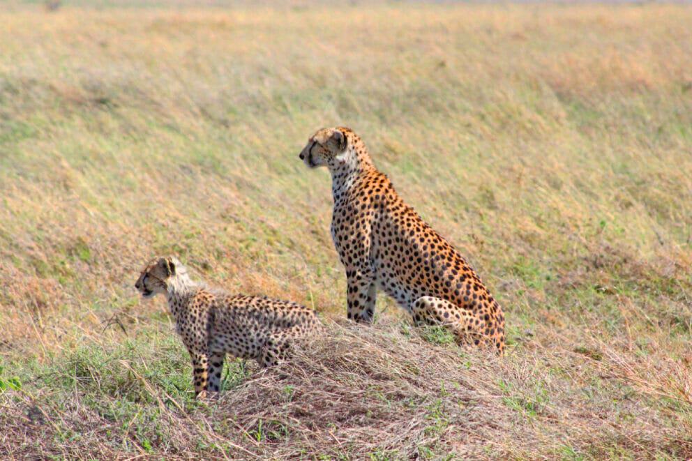 Cheetahs in Ngorongoro Crater, Tanzania.