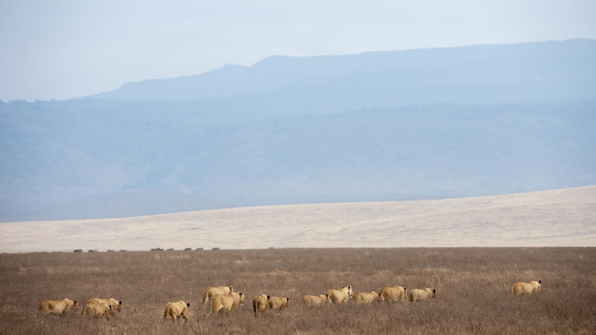 lion pride entamanu ngorongoro tanzania safari
