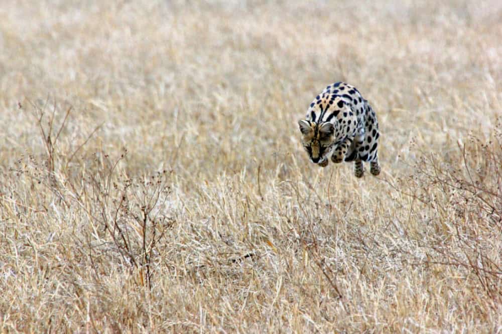 serval pouncing ngorongoro tanzania safari