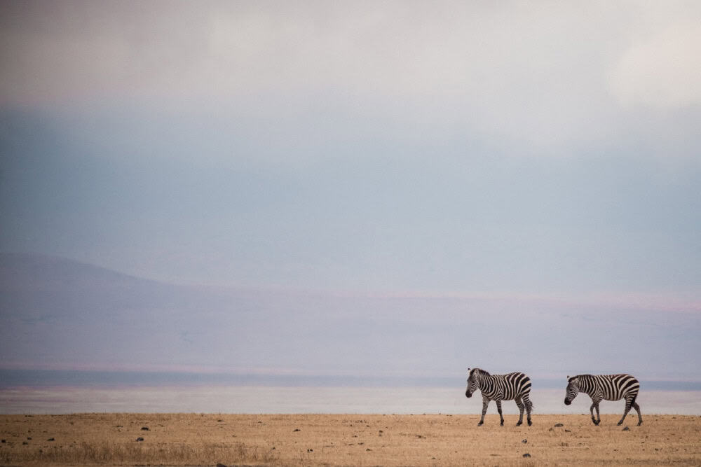 zebra pair ngorongoro