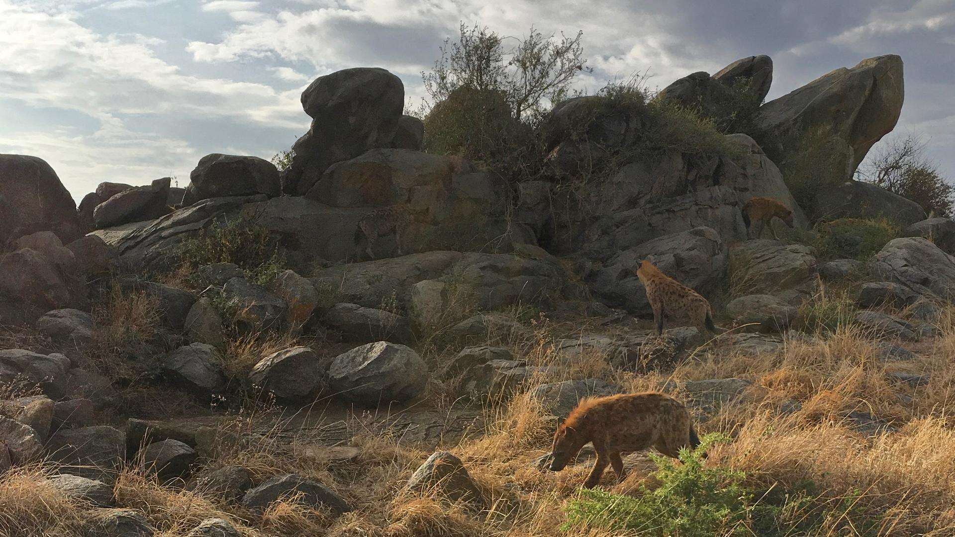 hyena ngorongoro crater wildlife tanzania safari
