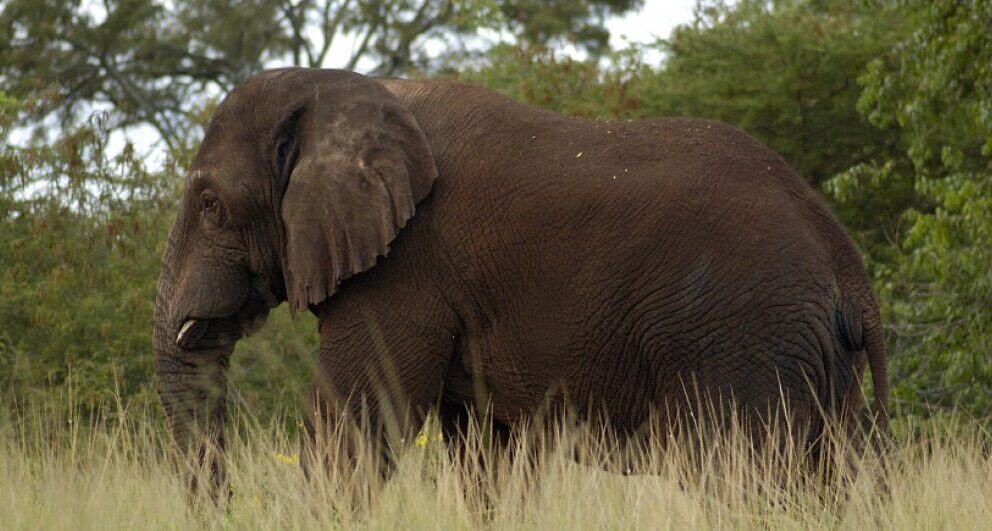 rwanda safari elephant akagera national park