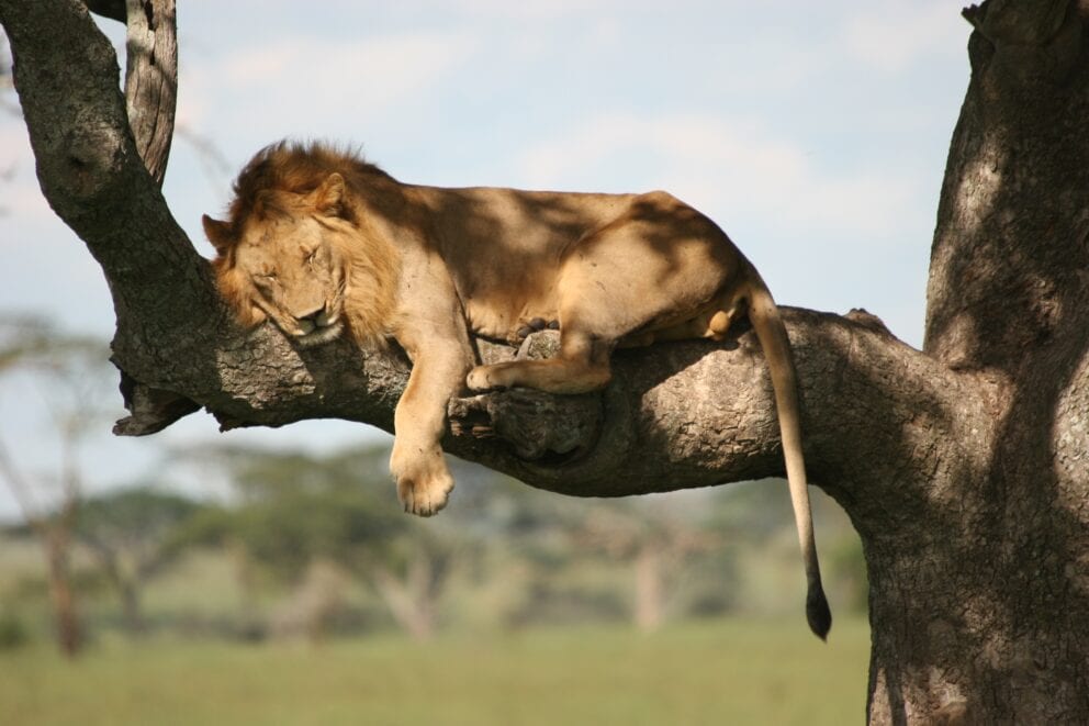 Lion resting in a tree | Photo credits: Legendary Lodge