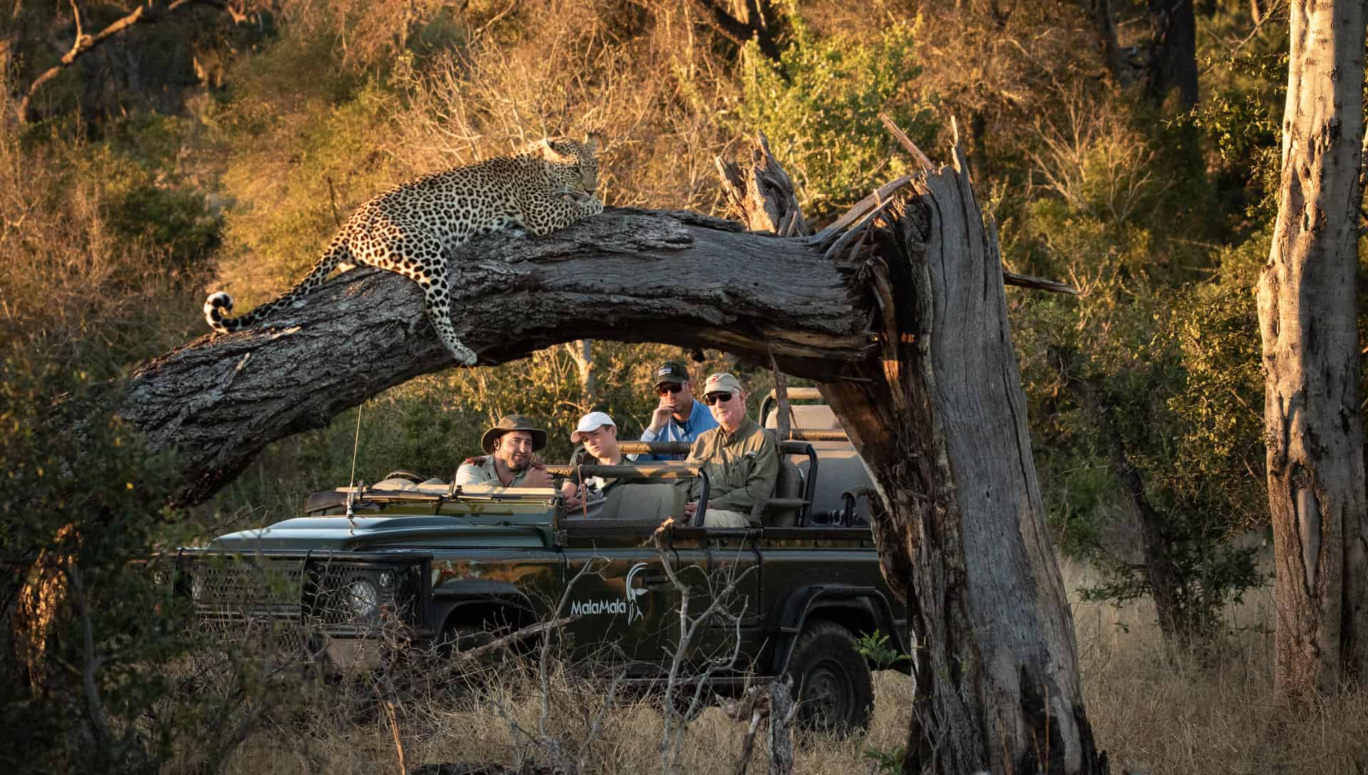 Tourists on a game drive in Mala Mala Game Reserve photographing a leopard resting on a tree branch at Mala Mala Camp, South Africa.