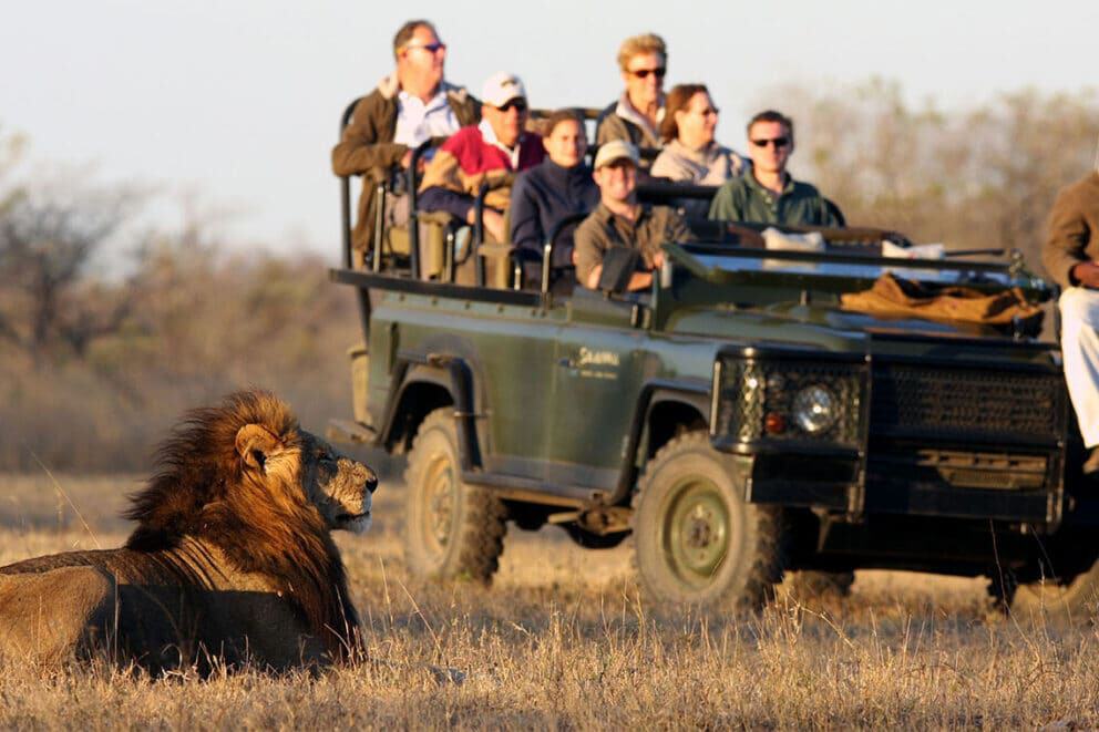 Lion sighting next to safari vehicle