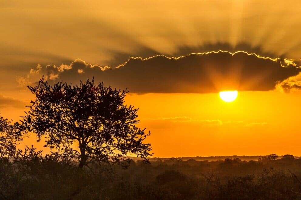 The Best Seven Day Kruger Park Safari Itinerary