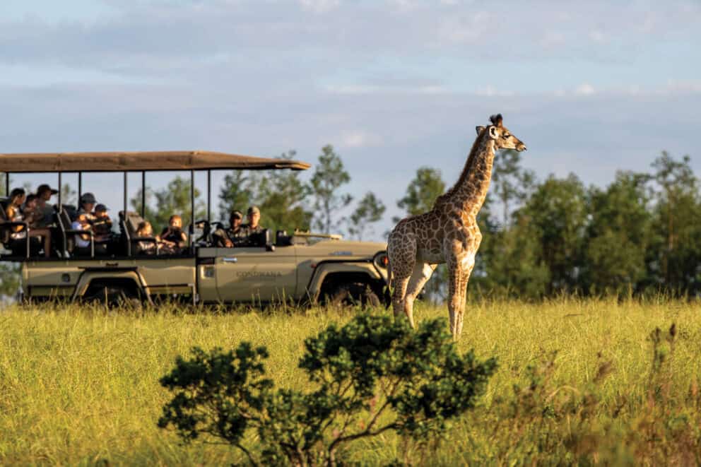Safari travellers on a game drive watching a giraffe at Gondwana Game Reserve.