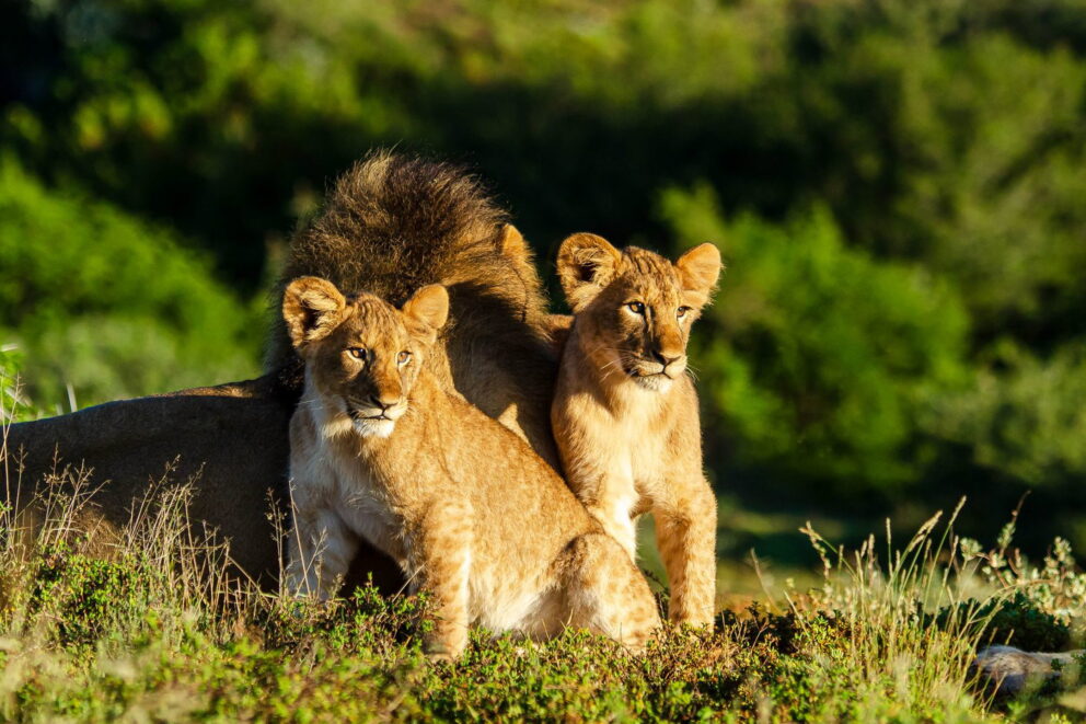 Two lion cubs sitting against a male lions back in Kwandwe Private Game Reserve.