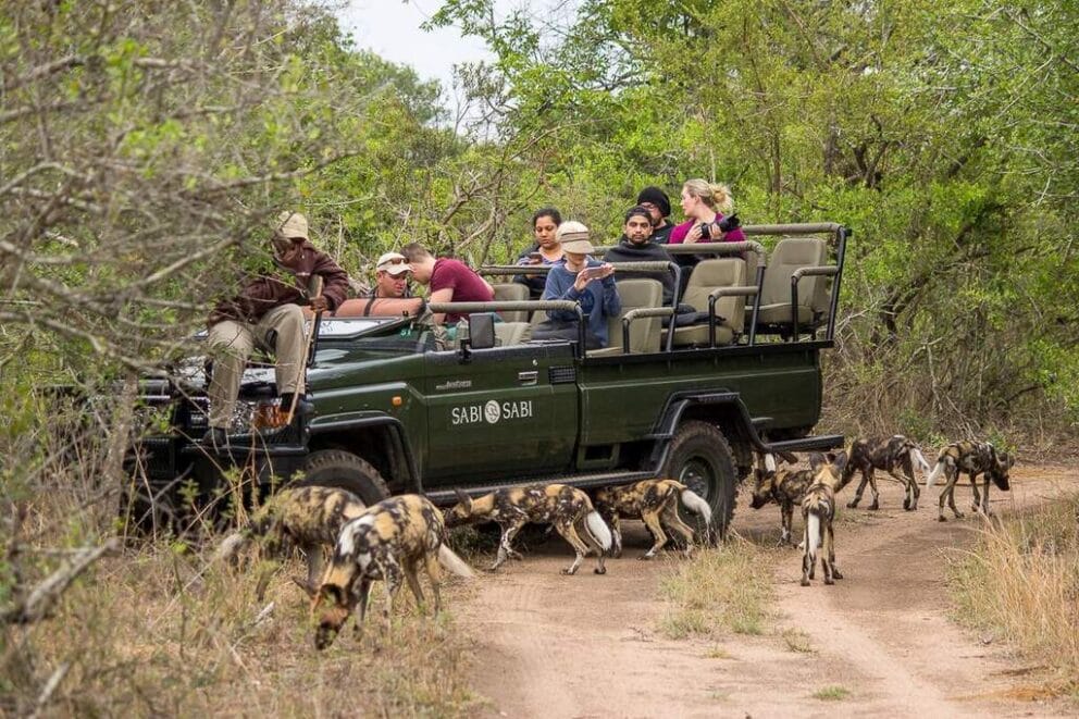 Wild dogs sighting on Game Drive in Kruger National . Which is a safe place to travel to.