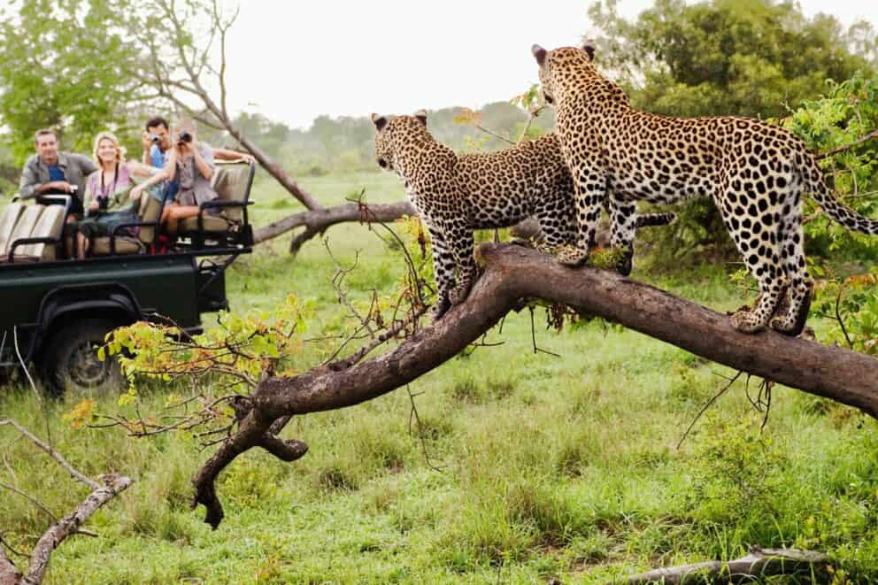 How to Pick The Company You Book Your Safari Holiday Through