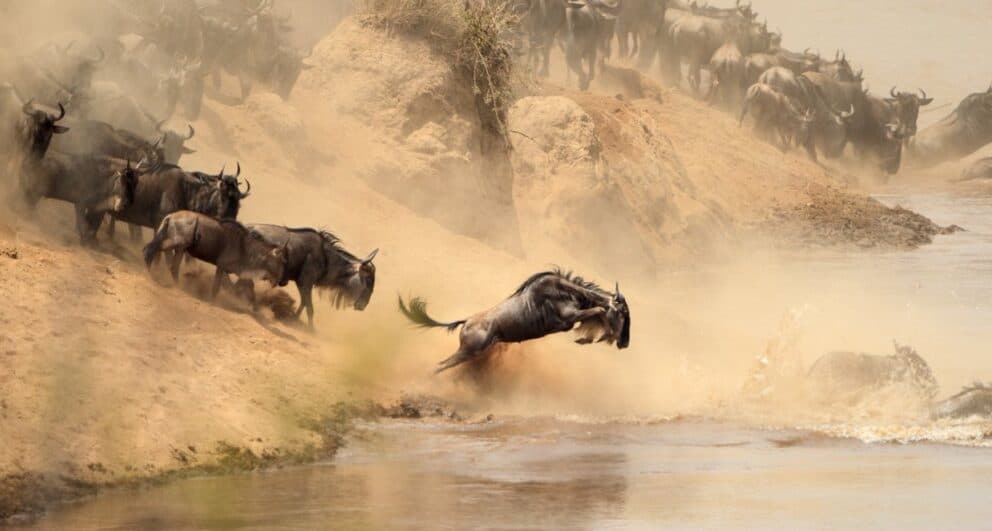 How to Pick The Company You Book Your Safari Holiday Through