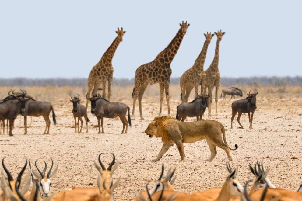 Lion walking between prey animals in Etosha National Park, Namibia.