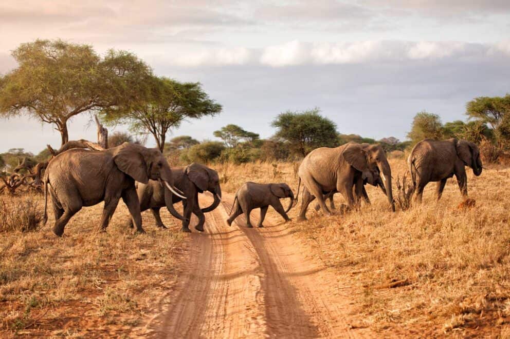A Quick Newbie Safari Guide to Tanzania