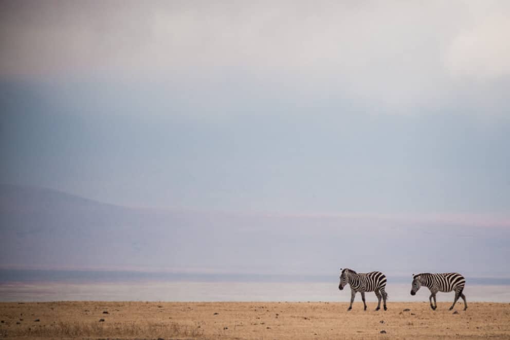 A Quick Newbie Safari Guide to Tanzania