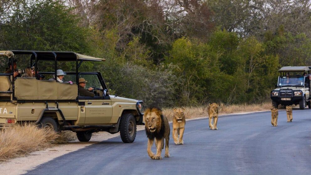 Kruger National Park Game Drive