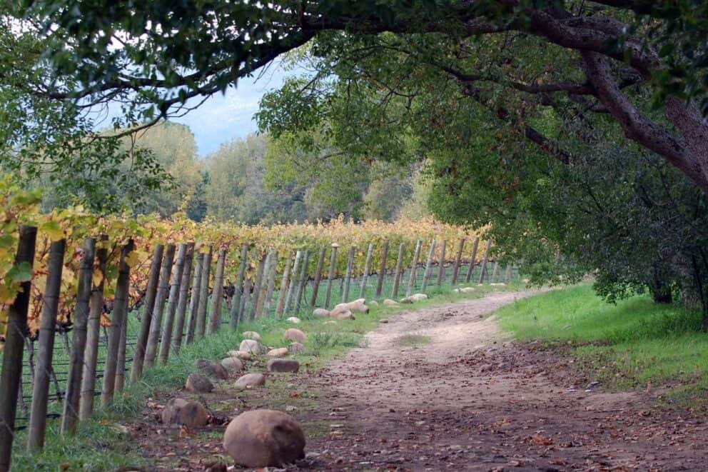 The Cape Winelands