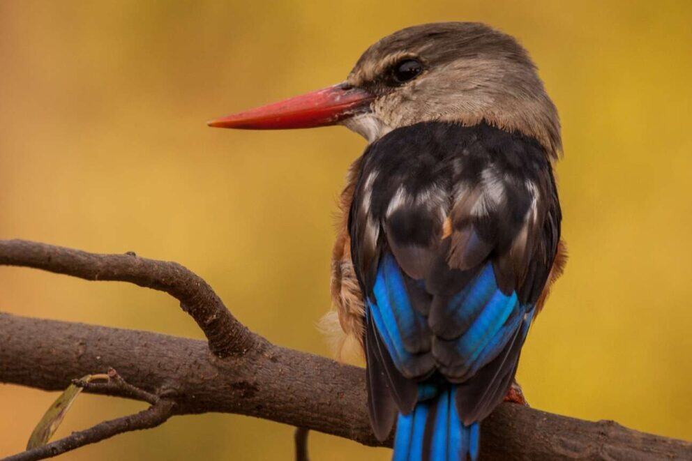 Bird watching South Africa