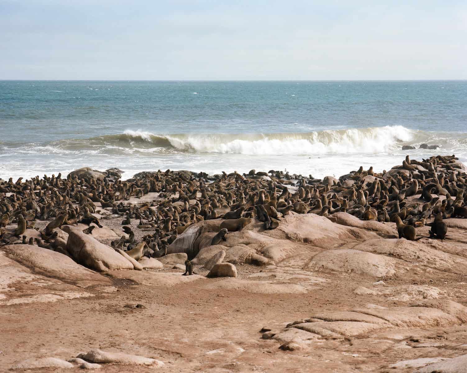 Cape fur seals on the Skeleton Coast. They are a part of Namibia's wildlife