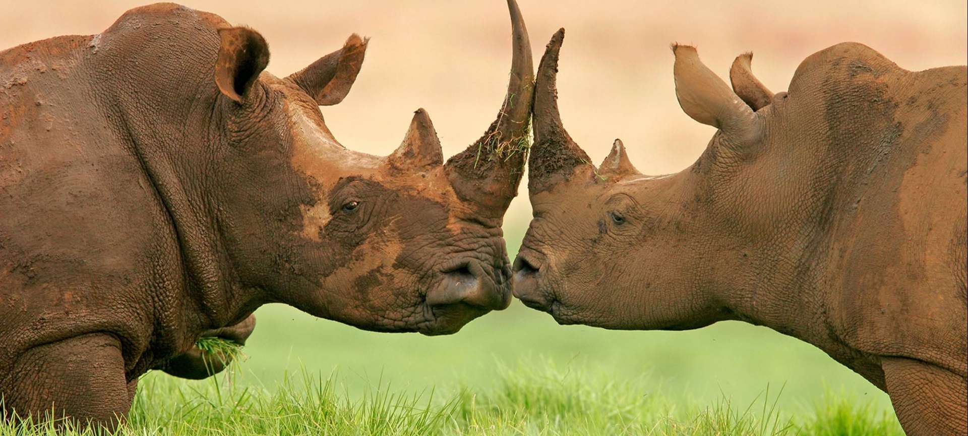 Two white rhinos in Manyeleti