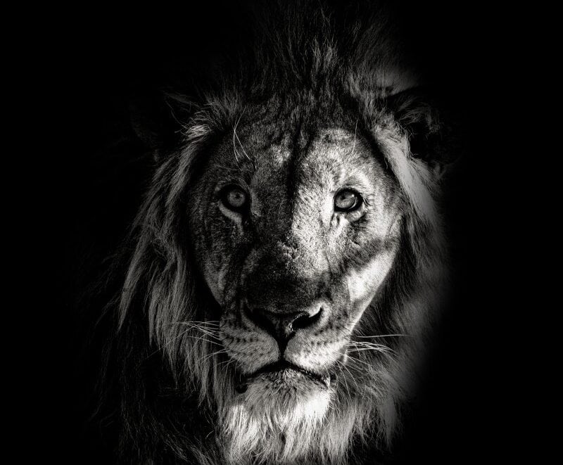 Powerful picture of a Lion in Namibia | Photo Credits: Roberto Kruger