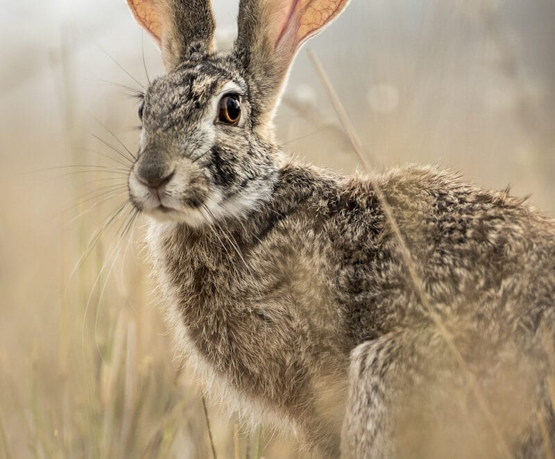 Ears | Photo Credits: William Steel