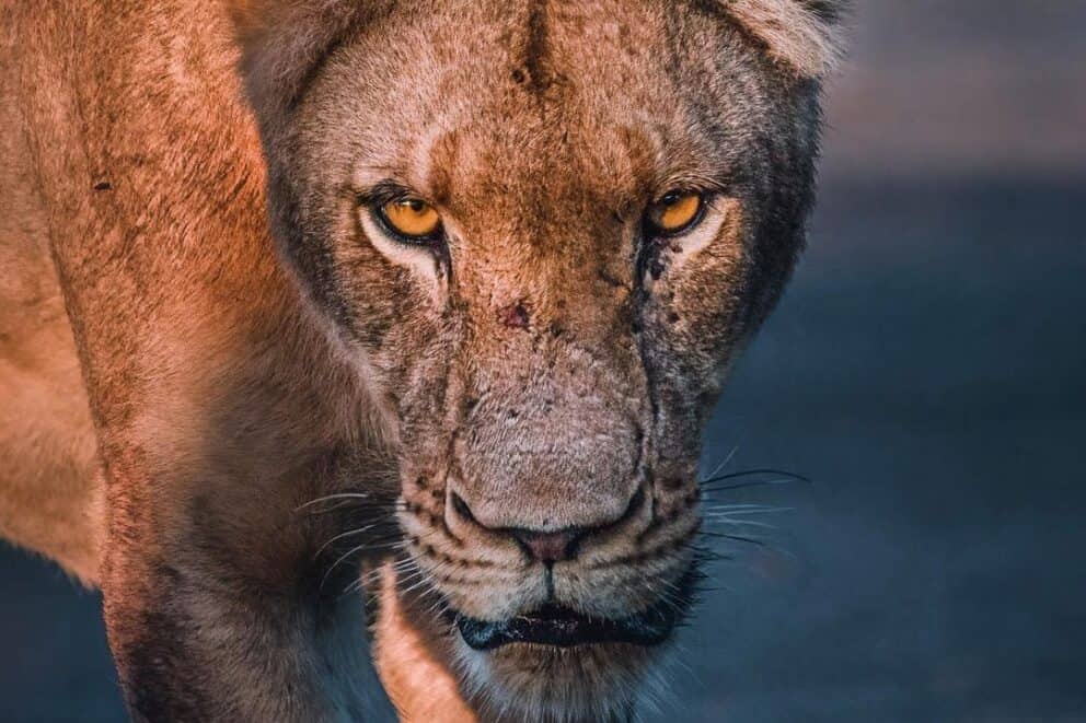 Dangerous Stare | Photo credits: Karolina Norée