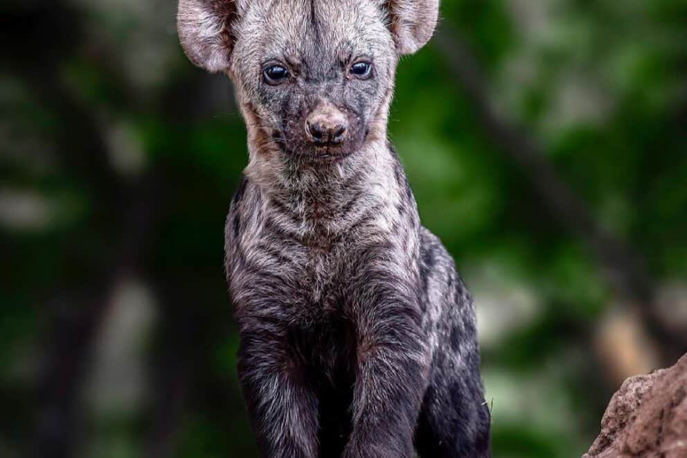 Cute baby hyena | Photo Credits: Karolina Norée