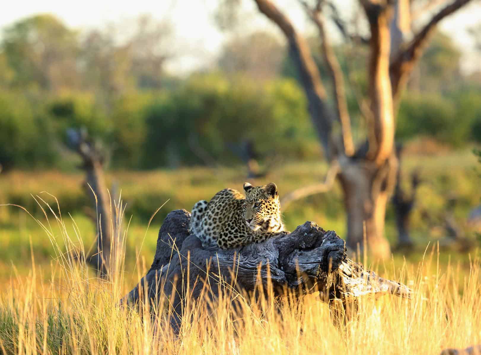 A leopard resting on a tree trunk near Khwai Leadwood, Botswana.