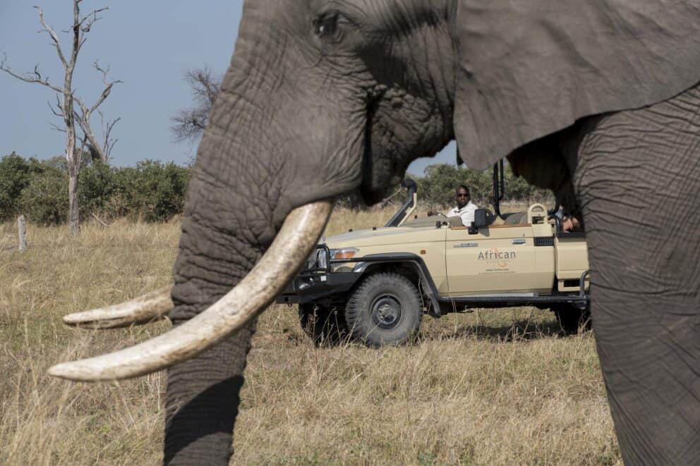 A close-up shot of an elephant with a game drive vehicle in the background.