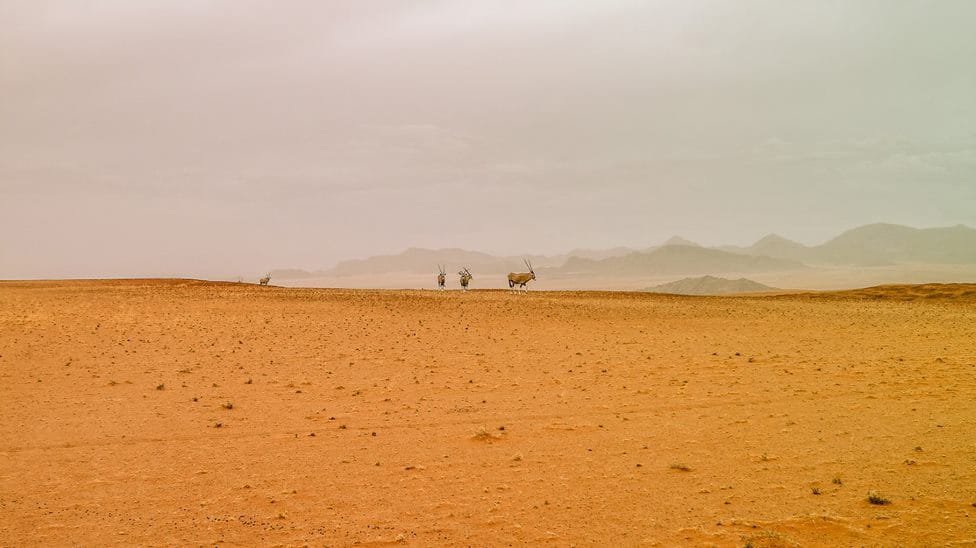 Oryx walking through the Desert, Namibia
