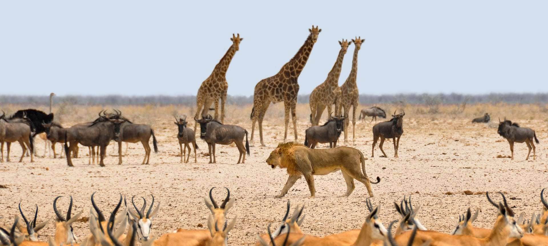 africa-etosha-2__1920x864