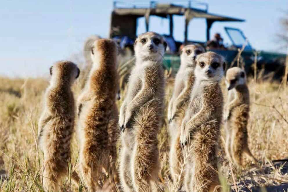Meerkats in Namibia.