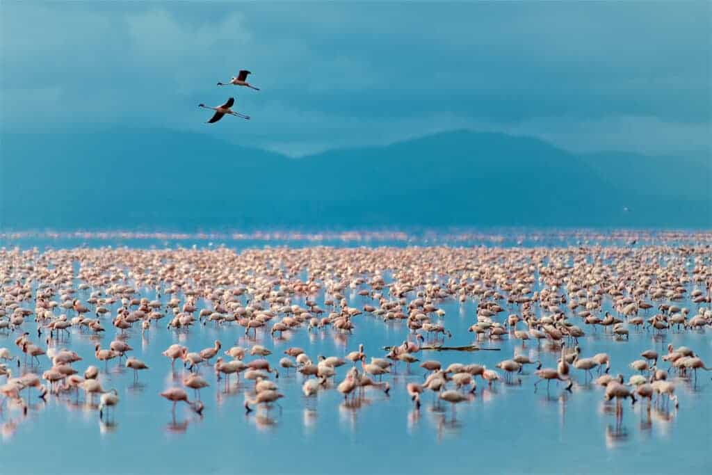 Flamingos in Lake Manyara National Park, Tanzania
