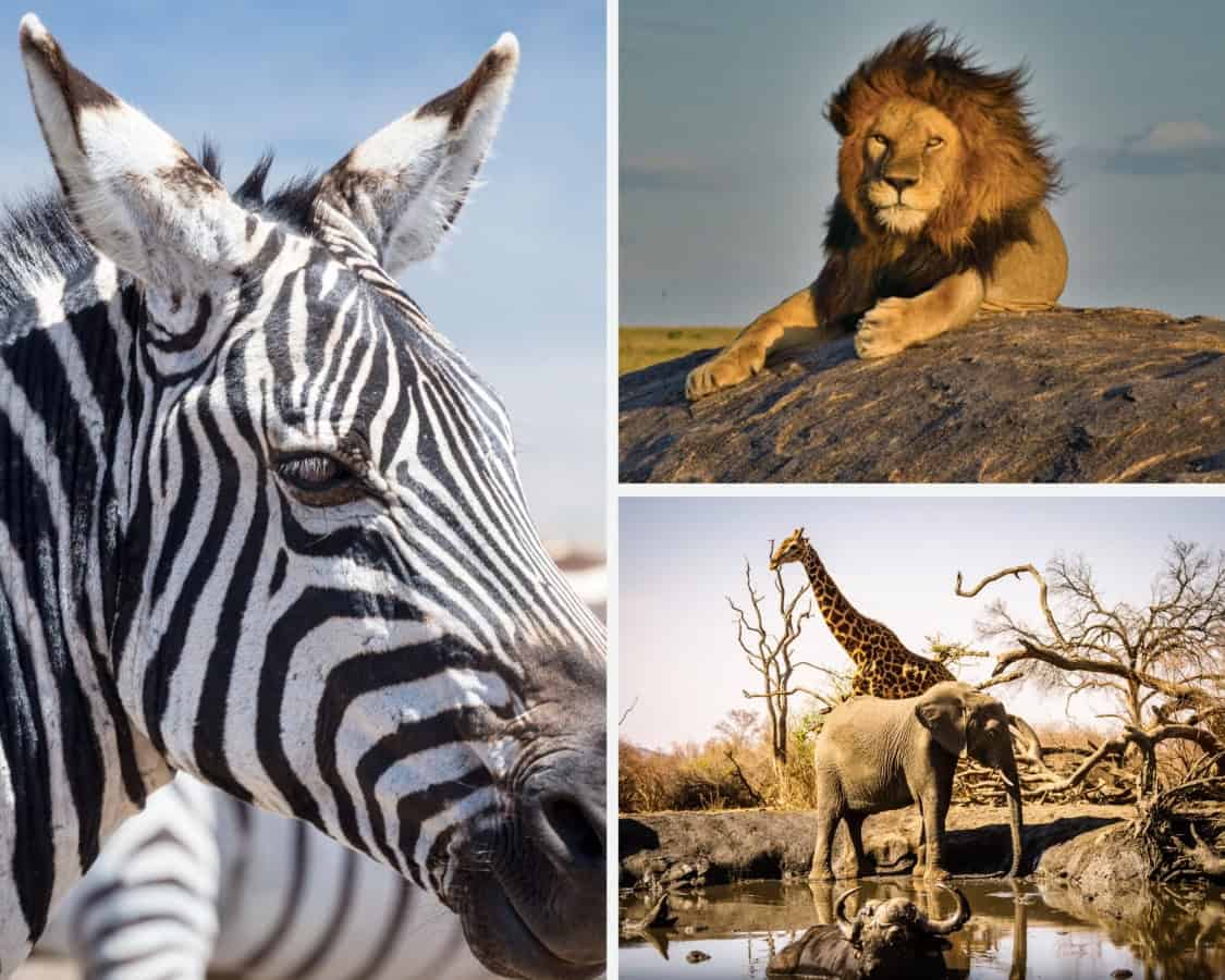 Traveller Story Collage - Chris W