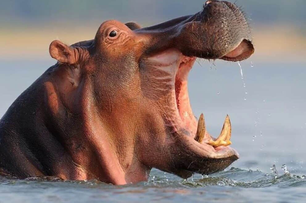 Hippo with an opened mouth.