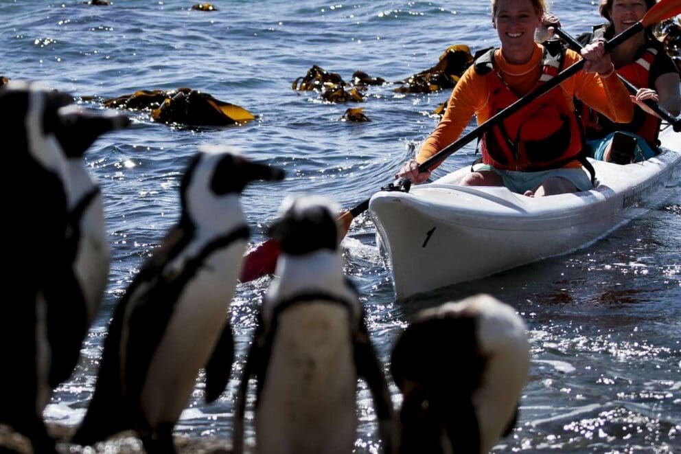 Kayaking with Penguins in South Africa